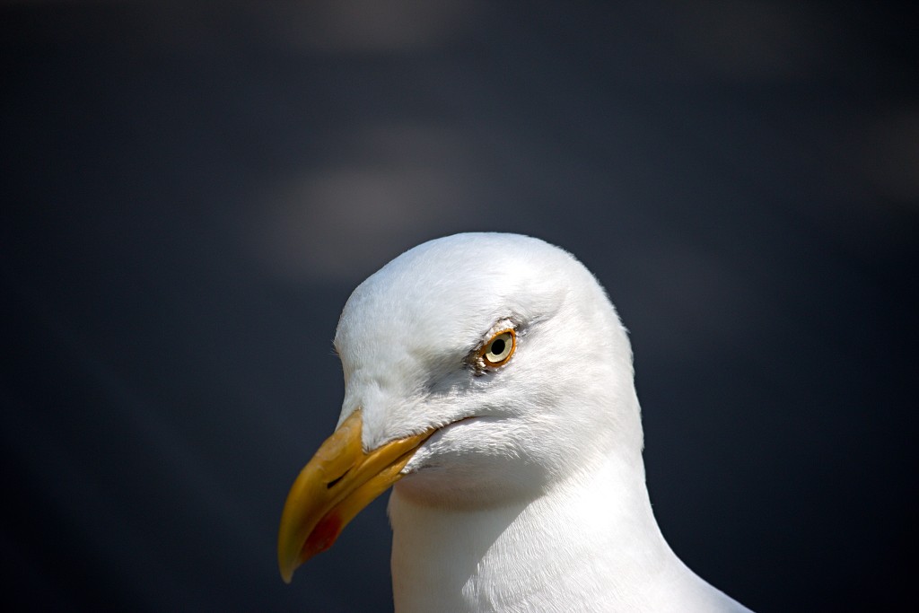 vogels vogel hdr fauna natuur aves zang vliegen vrij